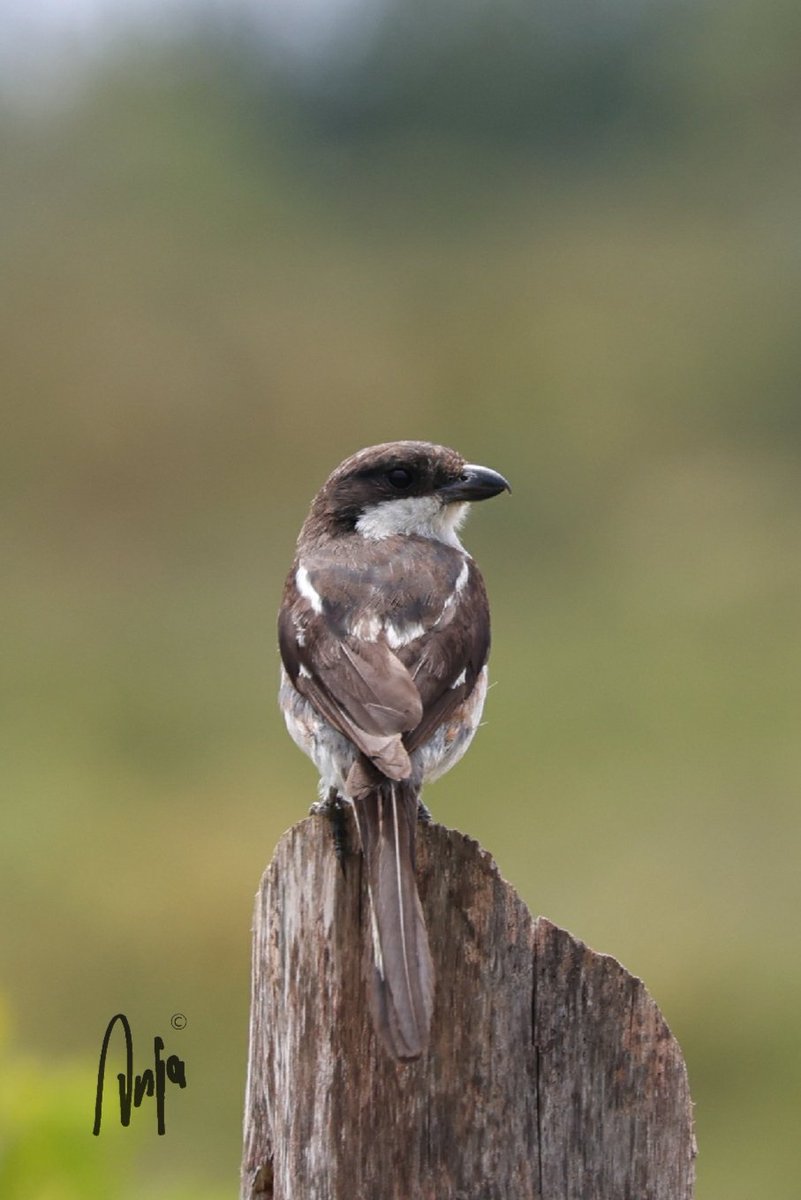 Diffrent angle. Same bird as yesterday!
#Southern #Fiscal #Shrike 
#photography #nature #wildlife #outdoors #goedemorgen #birdwatching #BirdsSeenIn2024 #light #colour #Kranshoek #WesternCape #SouthAfrica
