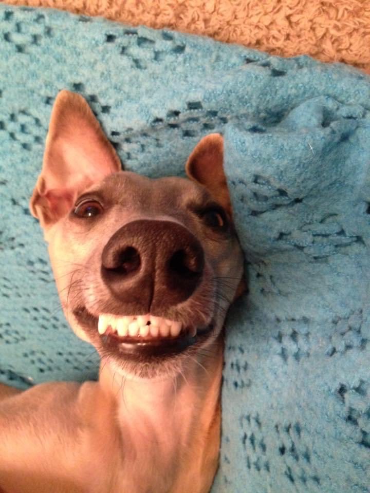 Here’s an old photo of yours truly #whippets #dogsontwitter