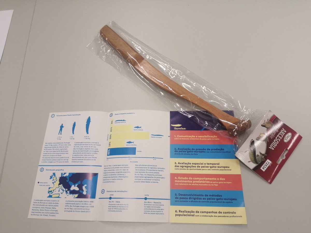 FishInvasionLab's tweet image. &quot;Be afraid. Be very afraid&quot; , you catfishes... 🙂 Under the #MEGAPREDATOR @fct_pt project we are using sounds (clonk) to attract #silurusglanis in order test if clonking  increases catfish captures. This data  might to improve control actions of this invasive fish. @MAREscience