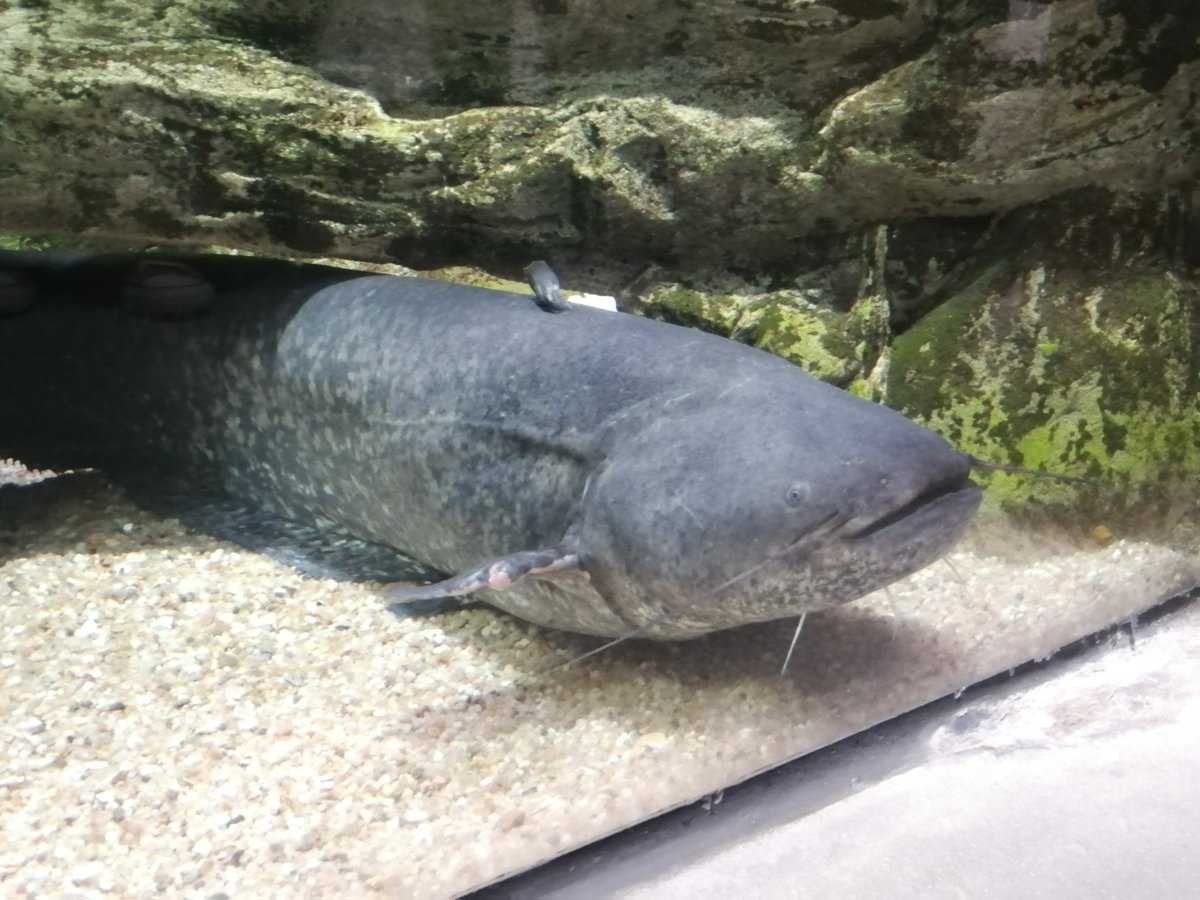 FishInvasionLab's tweet image. &quot;Be afraid. Be very afraid&quot; , you catfishes... 🙂 Under the #MEGAPREDATOR @fct_pt project we are using sounds (clonk) to attract #silurusglanis in order test if clonking  increases catfish captures. This data  might to improve control actions of this invasive fish. @MAREscience