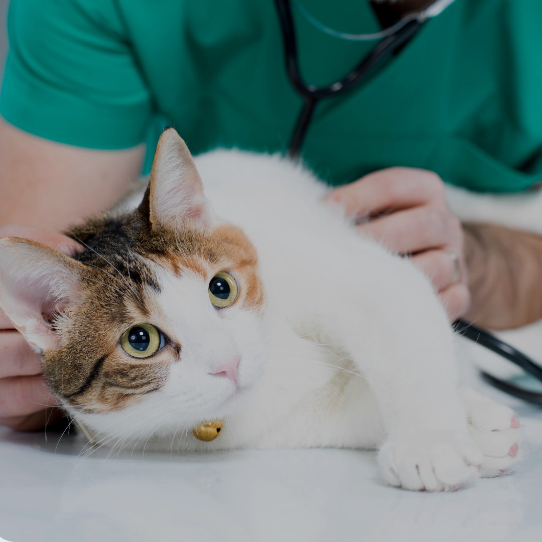 ElearningV's tweet image. 📢 Live Tonight!

For our existing Vet Members, we have a live session tonight where you can learn from Francesca Venier, a distinguished European and RCVS-Recognised Specialist in Small Animal Internal Medicine all about Feline Infectious Peritonitis (FIP).
