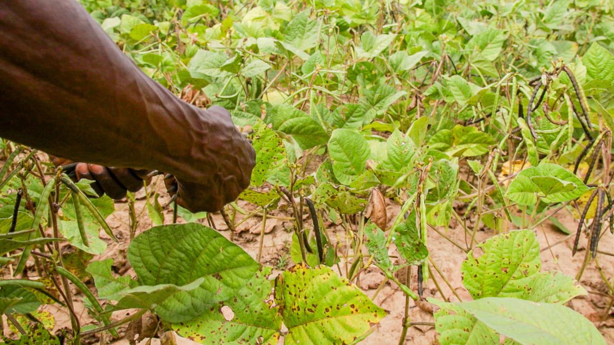 In the past few months, floods have affected 1,400 households in Kwale County. Through collaboration with the Danish Red Cross and British Red Cross, we have distributed early maturing seeds of cowpeas and green grams to 1,500 farmers. Our program is dedicated to enhancing food…