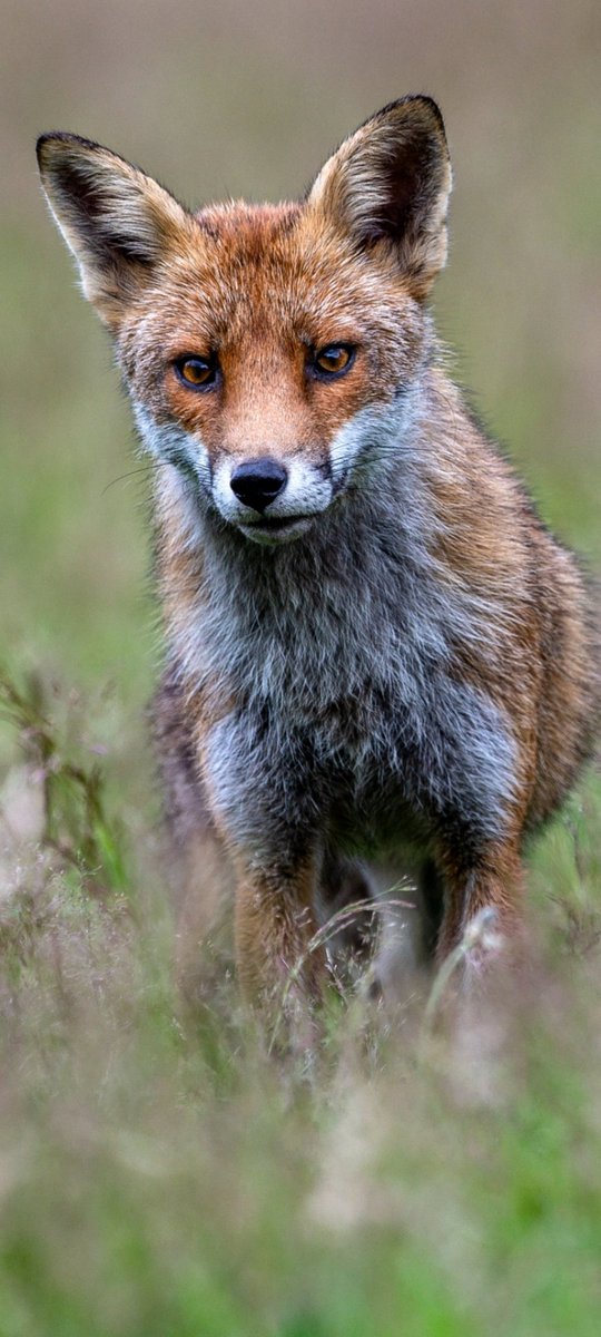 A beauty , shared by @kimalexandrauk on Twitter , thanks Kim ! #FoxOfTheDay