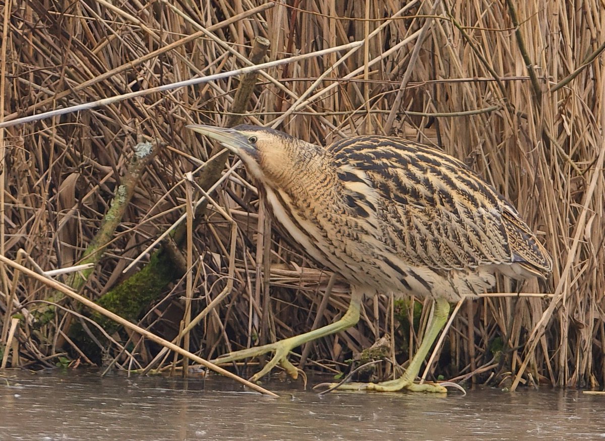 WWT Arundel Wetland Centre tweet media