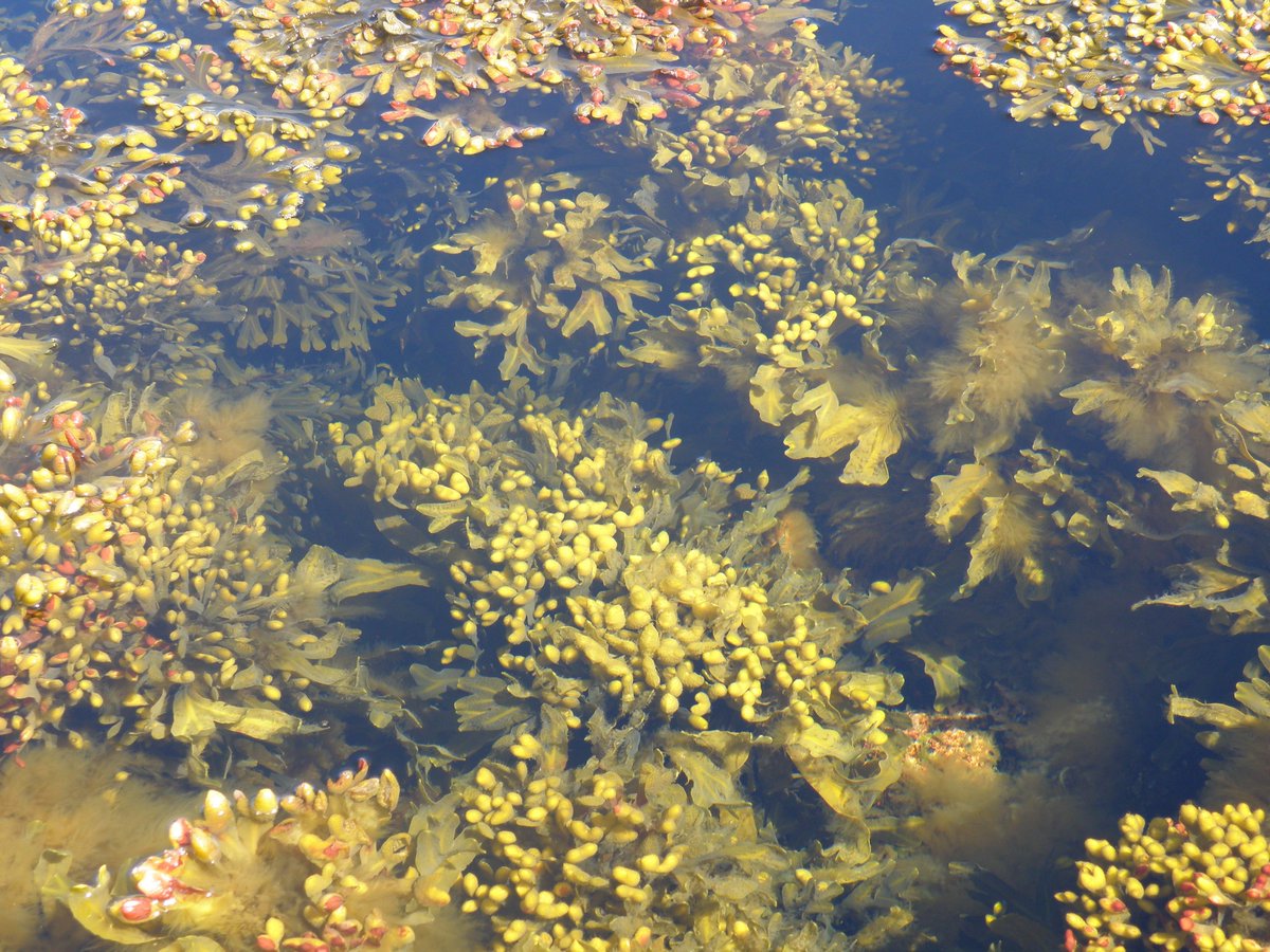 Mikähän olis semmonen henkilö, ryhmä tai yritys, joka olis kehittänyt merien ekologisen tilan parantamiseen liittyvän innovaation? Ehdota sitä 31.1.2024 mennessä Pelasta Itämari 2024 -palkinnon saajaksi. #venebåt2024