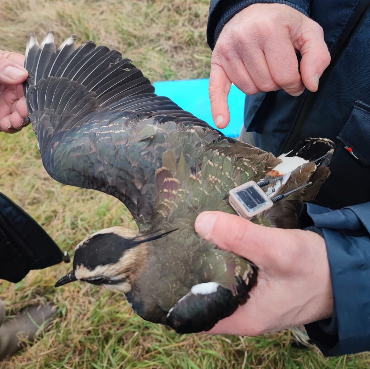 Jacopo G Cecere (@jgcecere) on Twitter photo 🐦Winter's debut! Just GPS-tagged the inaugural bird of 2024.
Meanwhile, 80% of the lapwings we tagged in Italy during breeding are overwintering in the Iberian Peninsula ... Oops, I spoiled a result! 🤦♂️ 🤭 🐦Winter's debut! Just GPS-tagged the inaugural bird of 2024.
Meanwhile, 80% of the lapwings we tagged in Italy during breeding are overwintering in the Iberian Peninsula ... Oops, I spoiled a result! 🤦♂️ 🤭