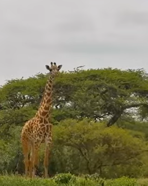 loveellisSwiss's tweet photo. That`s biodiversity, Ol Donyo Cam !
#alsoafrica #nospots https://t.co/IsyhDUS2p2