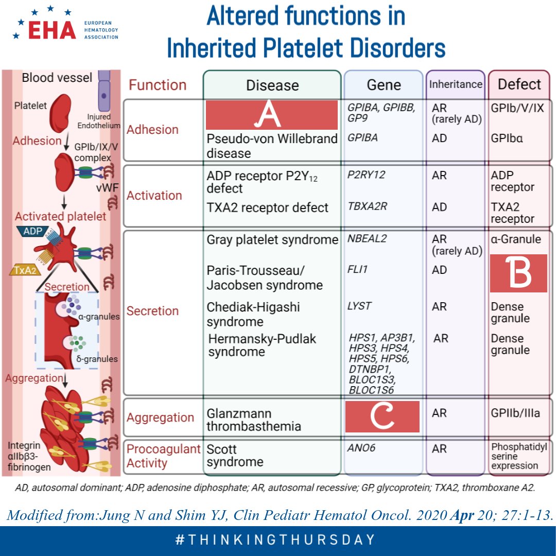 Today’s #EHA #ThinkingThursday is on altered functions in Inherited #Platelet Disorders. Can you fill in A, B & C? Share your answer below.

Interested in #InheritedPlateletDisorders & #vonWillebrandDisease? See our course on #VWF & #GP1BA interactions: ehaedu.org/vWF_GP1BA