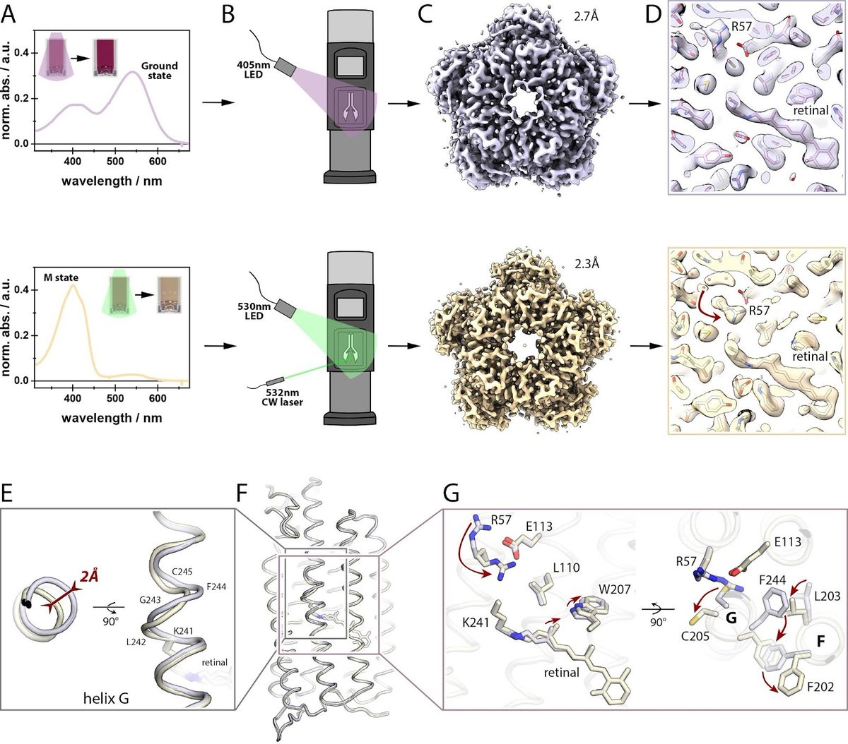 ArtemRSTE's tweet photo. CryoRhodopsins and Cryo-EM is a match made in heaven 😀 Check out our new preprint, huge shout-outs to super productive @kirkovalev94, @NeCEN_2p0 and all collaborators! 

P.S. The grids have enjoyed techno rave ambiance 😎 

https://t.co/sluzizOD61 https://t.co/G9Ii9BgrFs