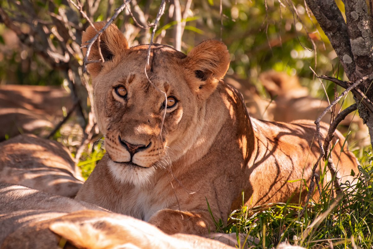 Curious Eyes – Topi Pride Lioness | Masai Mara | Kenya
#africageo #coloursofnature #lionsworld #lions #lioness #mammals #masaimara #kenya #magicalmasaimara