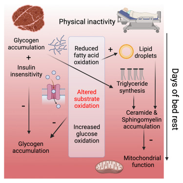 Physical inactivity ➡️Rapid accumulation of intracellular glycogen ➡️Reduced insulin sensitivity ➡️Lipids kept increasing from short to long-term bed rest ➡️Metabolic shift away from fatty acid toward glucose oxidation 👉🏽cell.com/cell-reports-m… via @CellRepMed