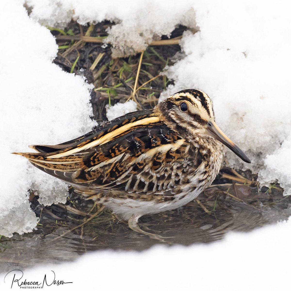 Jack Snipe - Shetland mainland yesterday in the freezing Arctic conditions. #Shetland