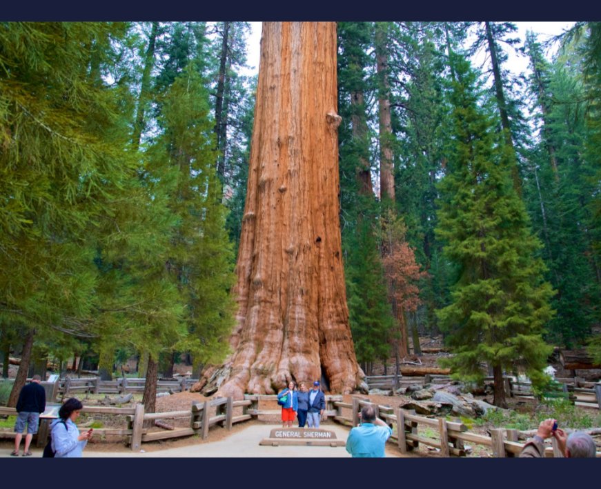 @PrimeMatesBC @Havoc_the_Ape @Deaner General Sherman in the Sequoia National Park