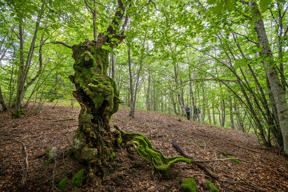👨‍💼 Offre de stage

🌳🌲🪵 Étude de la maturité des forêts de l'Aubrac

⌚️ Stage de 3 mois de juin à août 2024

📋 Voir l'offre ➡️ parc-naturel-aubrac.fr/le-parc/offres…

📆 Dépôt des candidatures avant le 29 février 2024
