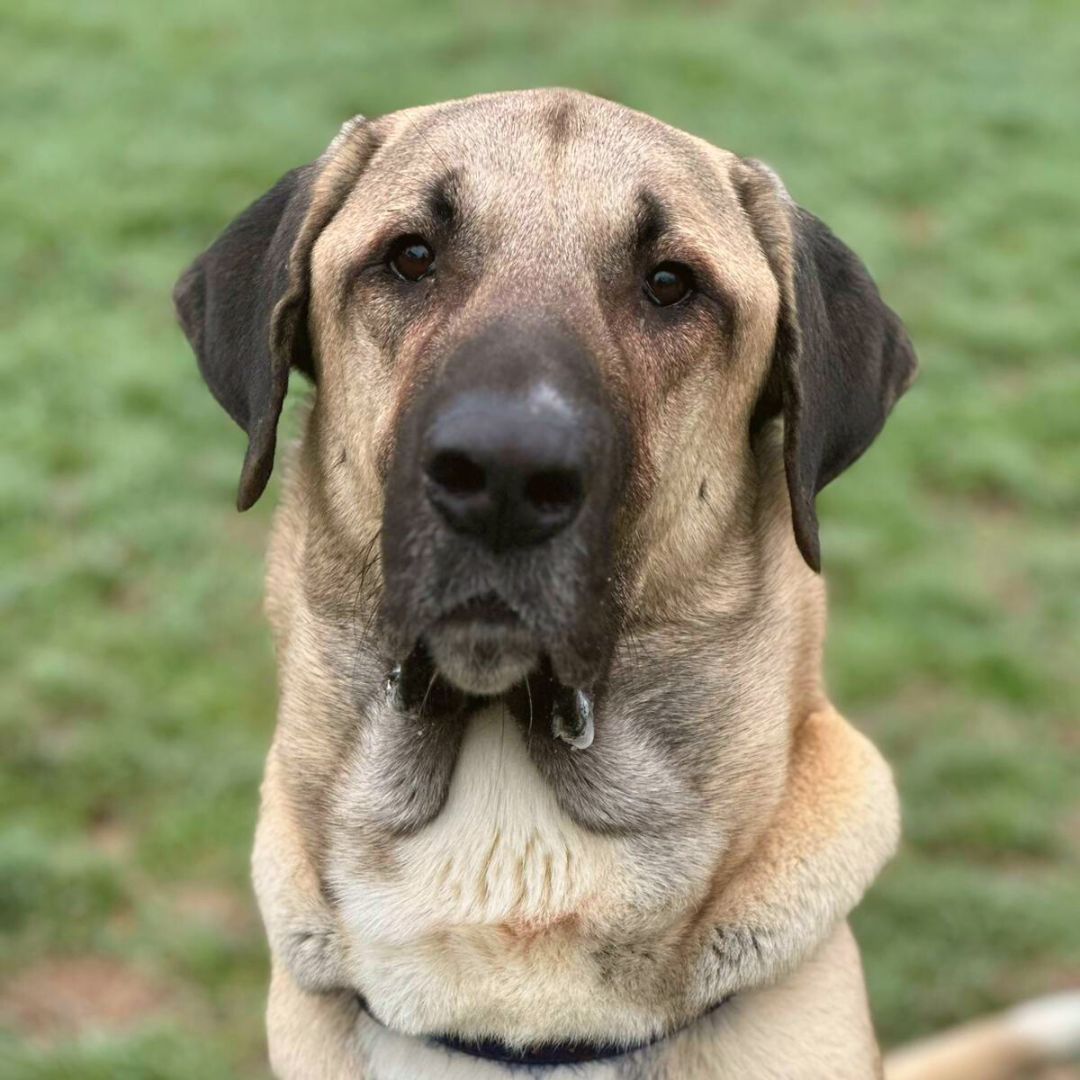 Treats are a serious matter for big boy Duke 😆

Duke is the epitome of a 'gentle giant', he has so much love to give and thinks he is a lap dog (despite his size) 💛

To apply for a dog like Duke, head to our website!

#AnatolianShepherd #Dogstrust #ADogIsForLife #Ineedahome