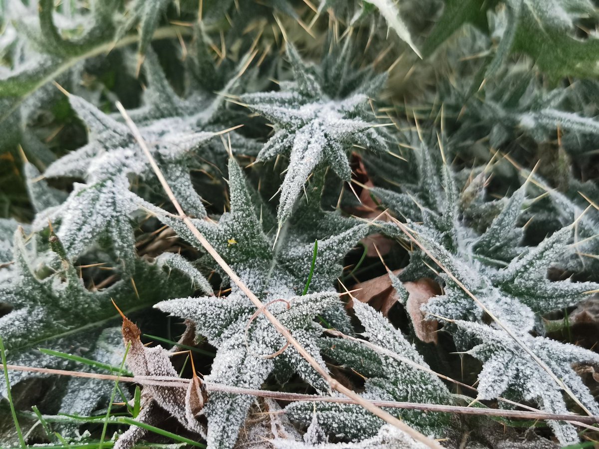 clothesfreeuk's tweet photo. Plenty of ice abound today in minus 5Β°C temperatures, so clothes are definitely staying on π₯ΆβοΈπ
#hardfrost #minusfive #temperature #freezing #chilly #5layers #coldweather https://t.co/t12KrIikVa