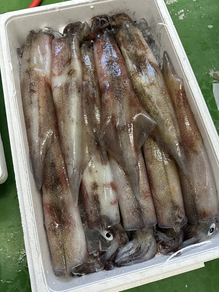 SatoshiKoeda's tweet photo. ヤリイカBP②🦑

2kg、お一人様にforYou🦑

フォロー＆RTでさんかok🦑

締切日時1月20日(土)23時まで🦑

ヨロスコピー✌️

#懸賞 #プレゼント #青森 #ヤリイカ https://t.co/sM5LzbOrYI