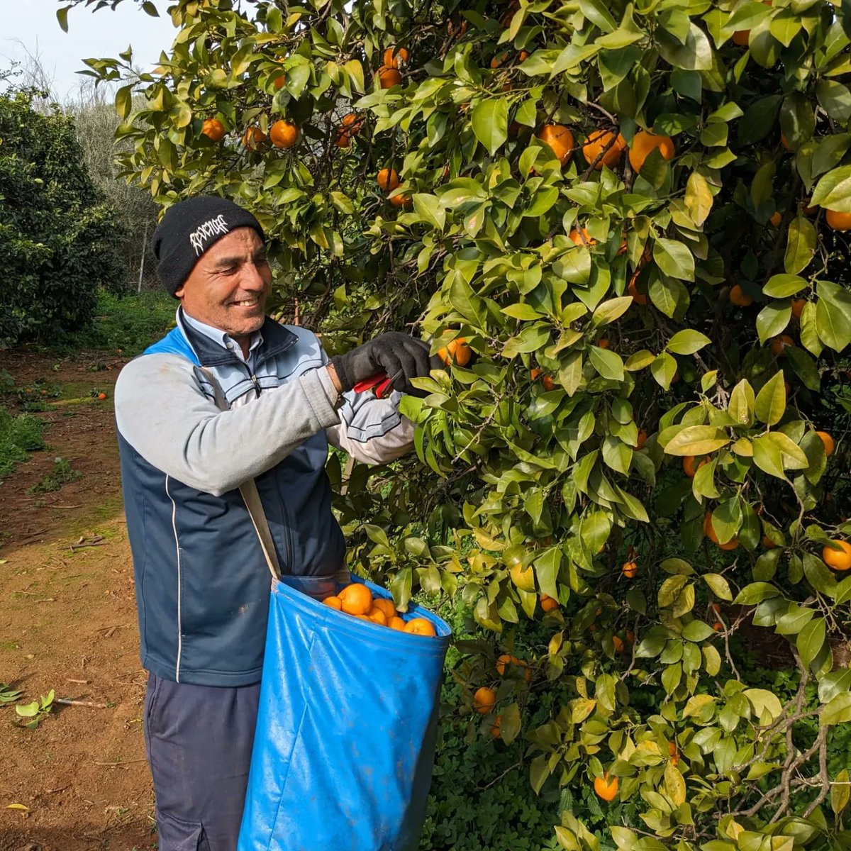 👨‍🌾 Abdelhadi, Abderrahman... behind your oranges🍊 there are many faces without which #sevilles would not reach your kitchen.. Thank you all!  Ave María Organic Sevilles for sale at <a href="/waitrose/">Waitrose & Partners</a> 💚🌳🇬🇧🇪🇸🍊
#oranges #marmalade #sevilles  #marmaladeawards