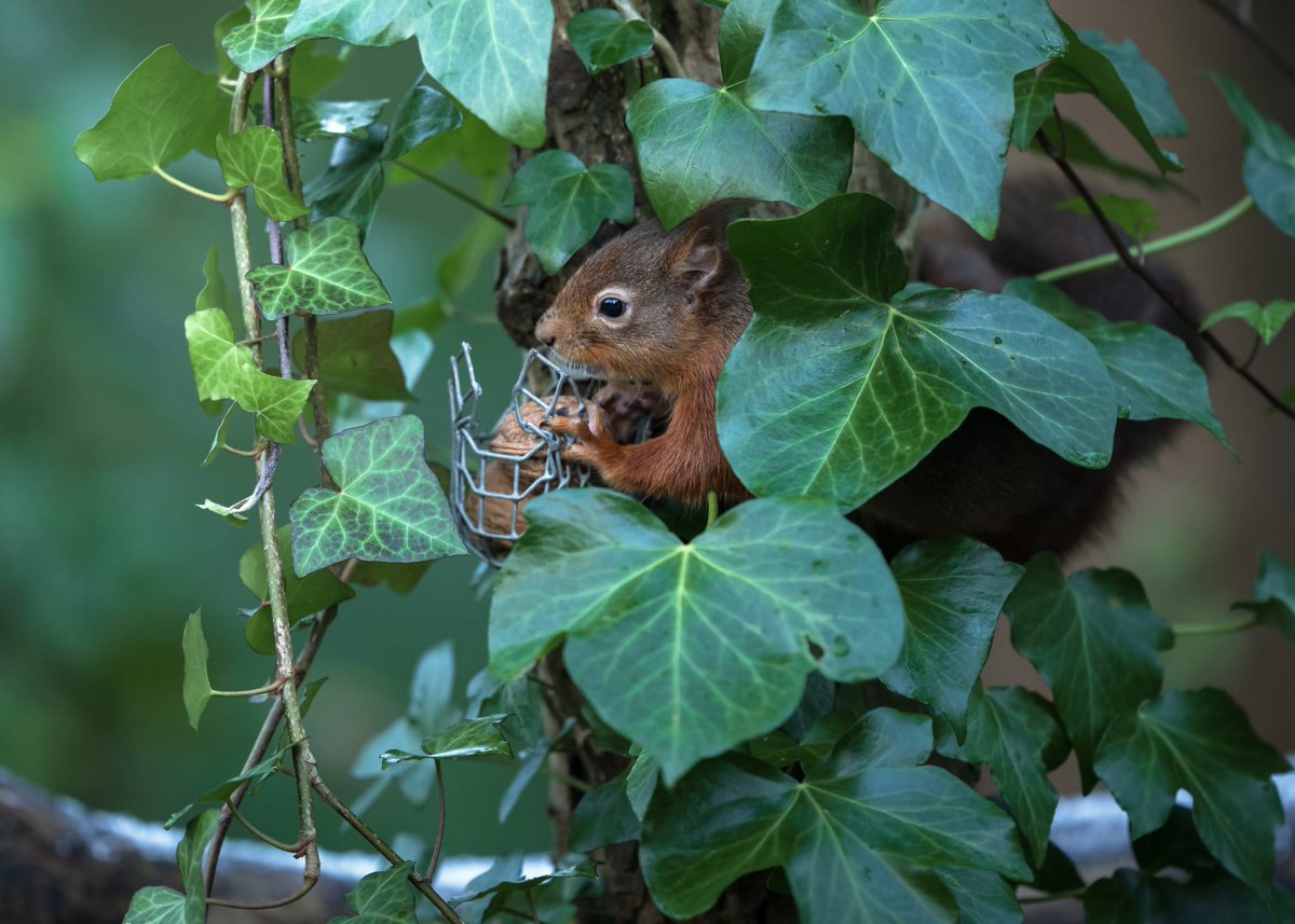 NTmountstewart's tweet photo. With skiffs of snow this week, Ranger volunteer Tristan Bane was on the case snapping our #RedSquirrels. 

Right now, they are gearing up for breeding time, so he saw plenty of chasing activity between snacks!

Have you spotted them when out on the trails?
#MountStewartMoment https://t.co/2MMBQ3ugup