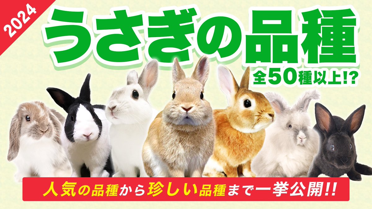 miitan201811's tweet photo. ついに完成しました！！！

2021年に「うさぎの品種についての動画を作りたい！」と思い、ここでお写真のご協力をお願いし、3年かけてちまちま制作していた動画がついに完成しました😭✨

ご協力くださった皆様、ありがとうございました🙇‍♀️❤️
ぜひ見ていてだけたら嬉しいです🐰
https://t.co/fvn6Y9cpsz https://t.co/n4bEtdaJZ1