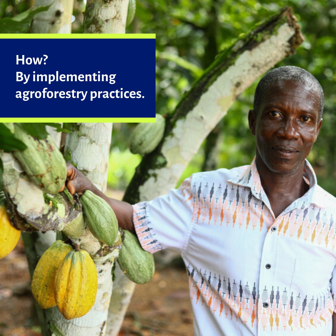 FAIRTRADE's tweet photo. Do you know about our Impact Map? 🔎🌏

Go to https://t.co/jav5Sfs98k to discover more of our projects, studies and country data!

#futureisfair #fairtradeimpactmap #agroforestry #deforestation

📸 Fairtrade/Fairpicture https://t.co/BkA74XIYFE
