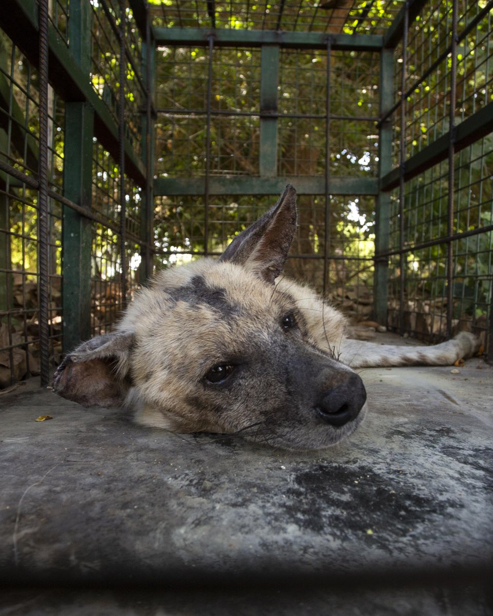 fourpawsint's tweet photo. Worrying news: Our team is back in Sudan! 
Despite evacuating nearly 50 wild animals from the escalating conflict last year, the situation changed now. An emergency evacuation out of the country is necessary! Stay tuned for updates... #SaveSudanAnimals
➡️https://t.co/xFGhfH8IUG https://t.co/Zt5jI9s3eE
