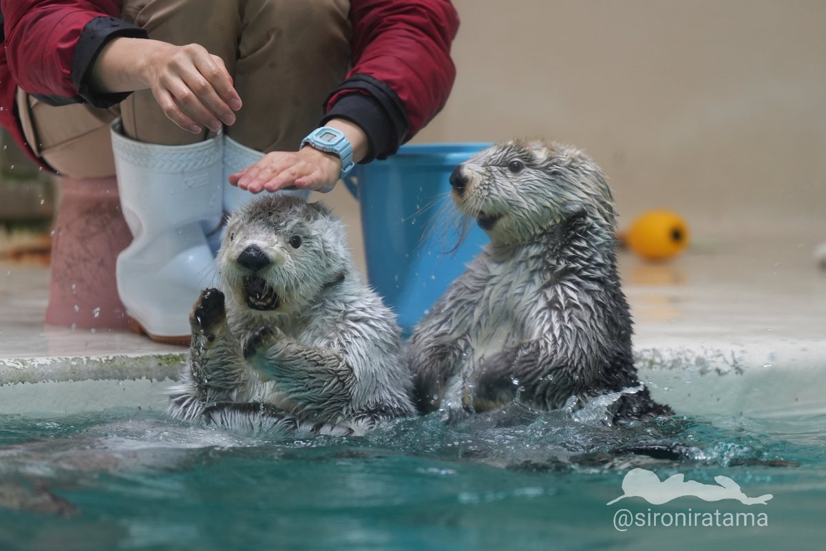 “…メイちゃん何してるの〜…？？”
“待って！頭の上からすごいパワーを感じるわ!!”

#鳥羽水族館 #ラッコのメイちゃん #ラッコのキラちゃん #メイ #キラ #ラッコ #tobaaquarium #seaotter