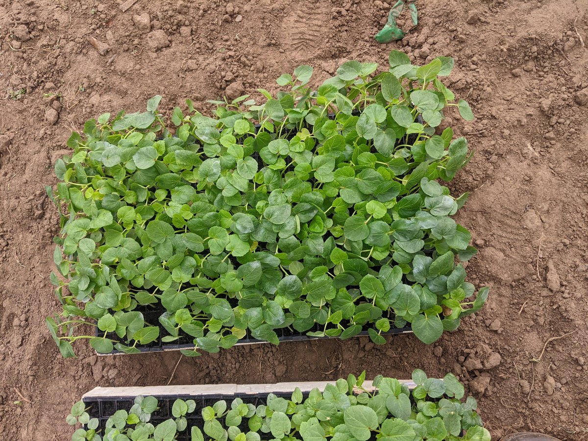 Field layout and planting complete for a new okra crop, thanks to the hard work of Dr. Thaciene and Dr @sylvaha Together, we are cultivating success.
 @RwandaAgriBoard -Rubirizi / Musenyi site. #YouthInAgriculture