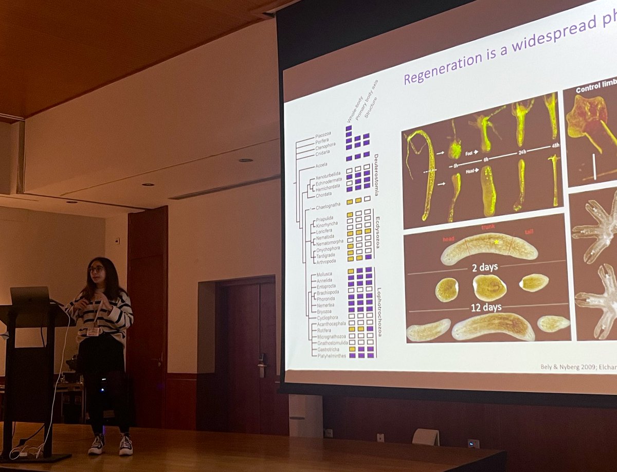 aida_verdes's tweet photo. Great job by @irenedolmo talking about part of her PhD thesis at @sesbe2024 investigating the molecular mechanisms underlying posterior regeneration in Ophryotrocha, a tiny species of marine annelid. #SESBE2024 @PatrialvarezCam https://t.co/sUwQuSZZqc