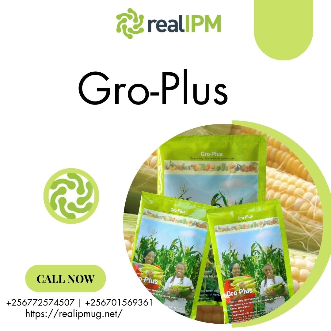 RealipmUG's tweet photo. Boost your crop's potential with Gro-plusTM! This nitrogen-free fertilizer promotes faster germination and enhances crop vigor, ensuring a bountiful harvest. #Groplus #Fertilizer #agriculture
#realipmug #realfarming #realsolutions https://t.co/0Httq0VWkr