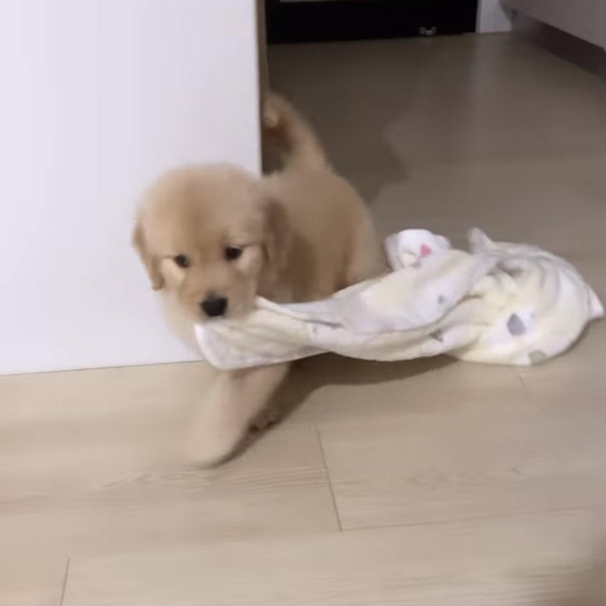 เอาคุนผ้าเน่าไปแอบ เด่วแม่เอาไปซัก ･᷄-･᷅