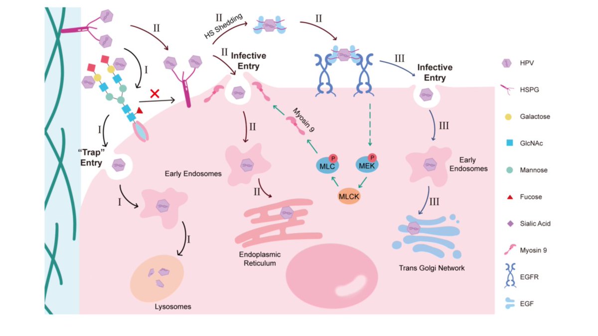 Interesting! HPV infection: myosin-9 (NMHC-IIA) interacts with HPV L1 protein and mediates HPV internalization. N-glycans, esp. with terminal Gal, may act as the decoy receptors for HPV by blocking the interaction of HPV to myosin-9. @jbiolchem tinyurl.com/539kpyke #glycotime