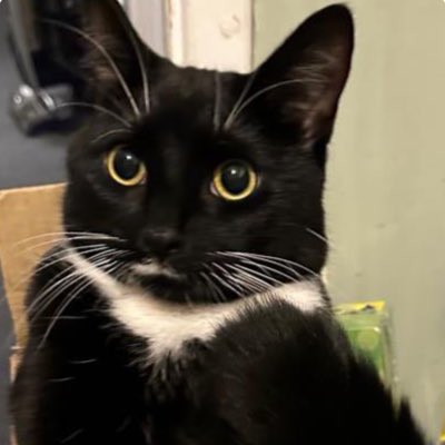 Shadow the Cat tweet media