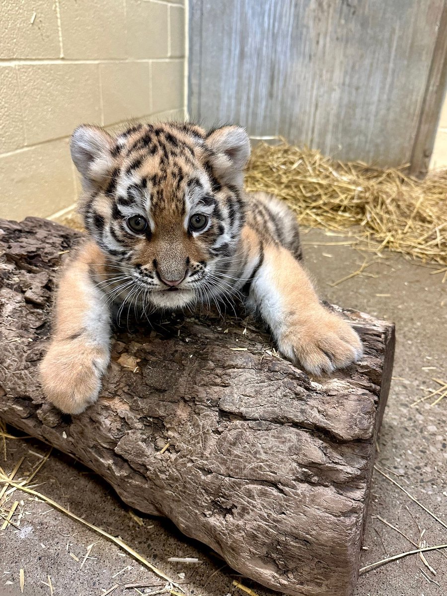 clemetzoo's tweet image. Babe wake up, the Zoo posted new #tiger cub pics. 😍