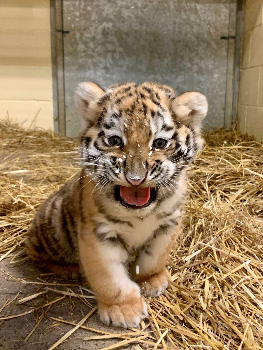 clemetzoo's tweet image. Babe wake up, the Zoo posted new #tiger cub pics. 😍