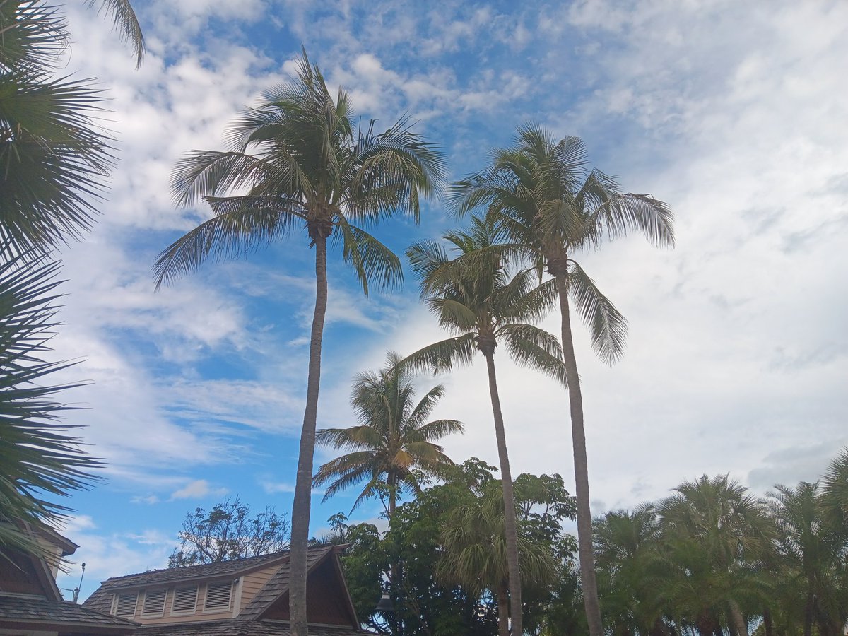 Adverse ✞ tweet media