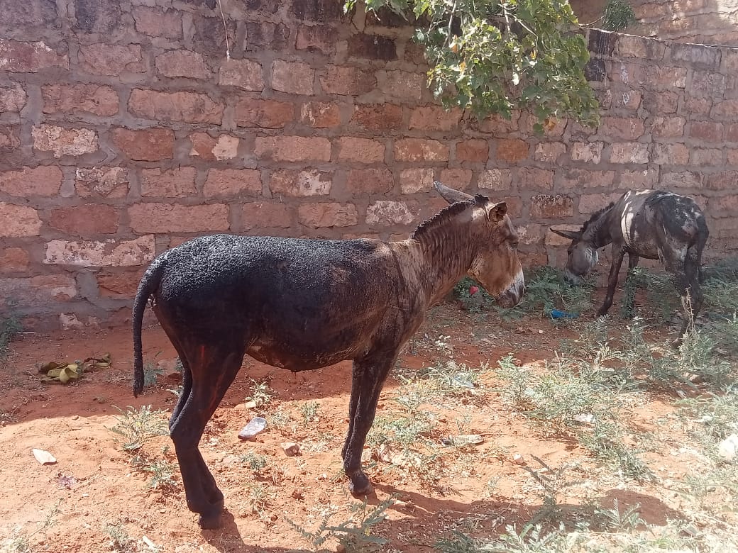 IED concealed within a donkey cart exploded at Mandera Board Checking point -Ina Bari, killing one officer & seriously injuring the donkey & 2 others. We will defeat Alshabaab everywhere & anywhere in the world. Misguided religious idiots torturing an innocent donkey.