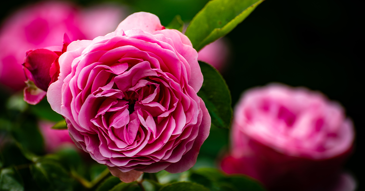 DarlacGardening's tweet photo. Always wanted to grow this classic English garden staple yourself? Planting bare-root roses during the dormant season now is a great way to get ahead for the growing season and is more economical, too 🌹

#rosegarden #wintergardening #gardenroses #winterplanting https://t.co/8ncPV99R9I