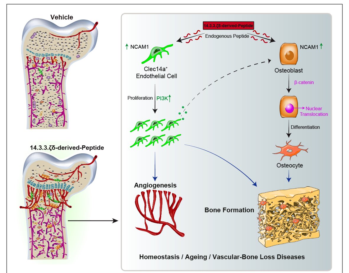 Happy to share our preprint: 
Stimulation of NCAM1-14.3.3.ζδ-derived Peptide Interaction Fuels Angiogenesis and Osteogenesis in Ageing
biorxiv.org/content/10.110…