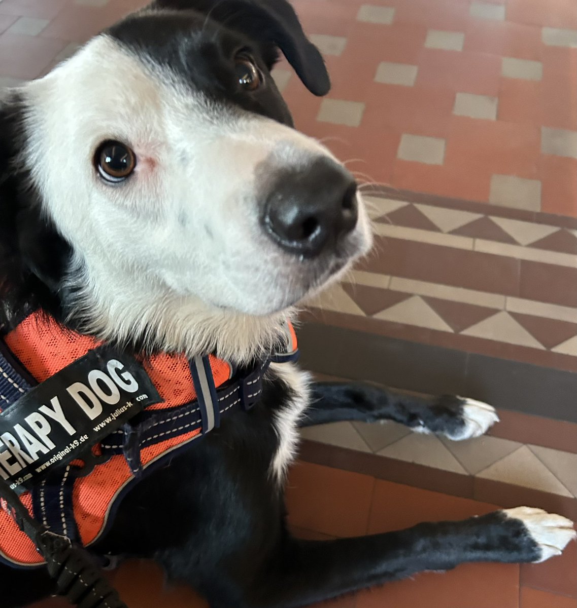 Bright Eyed and Bushy Tailed….Cuddles for Stopford  Building Staff and Students today! 🐾🐾