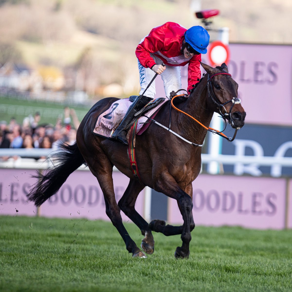 2022 Cheltenham Gold Cup winner A Plus Tard has been retired ❤️💙