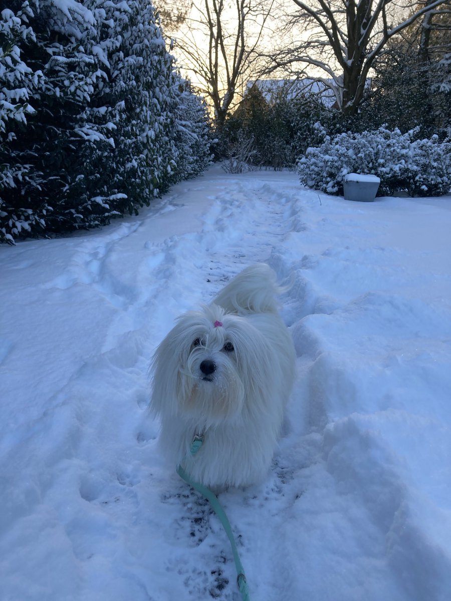mydogchoupette's tweet image. 🤍 = a path in the ❄️
#ItsmeMaeve #snowday #spoiledpup