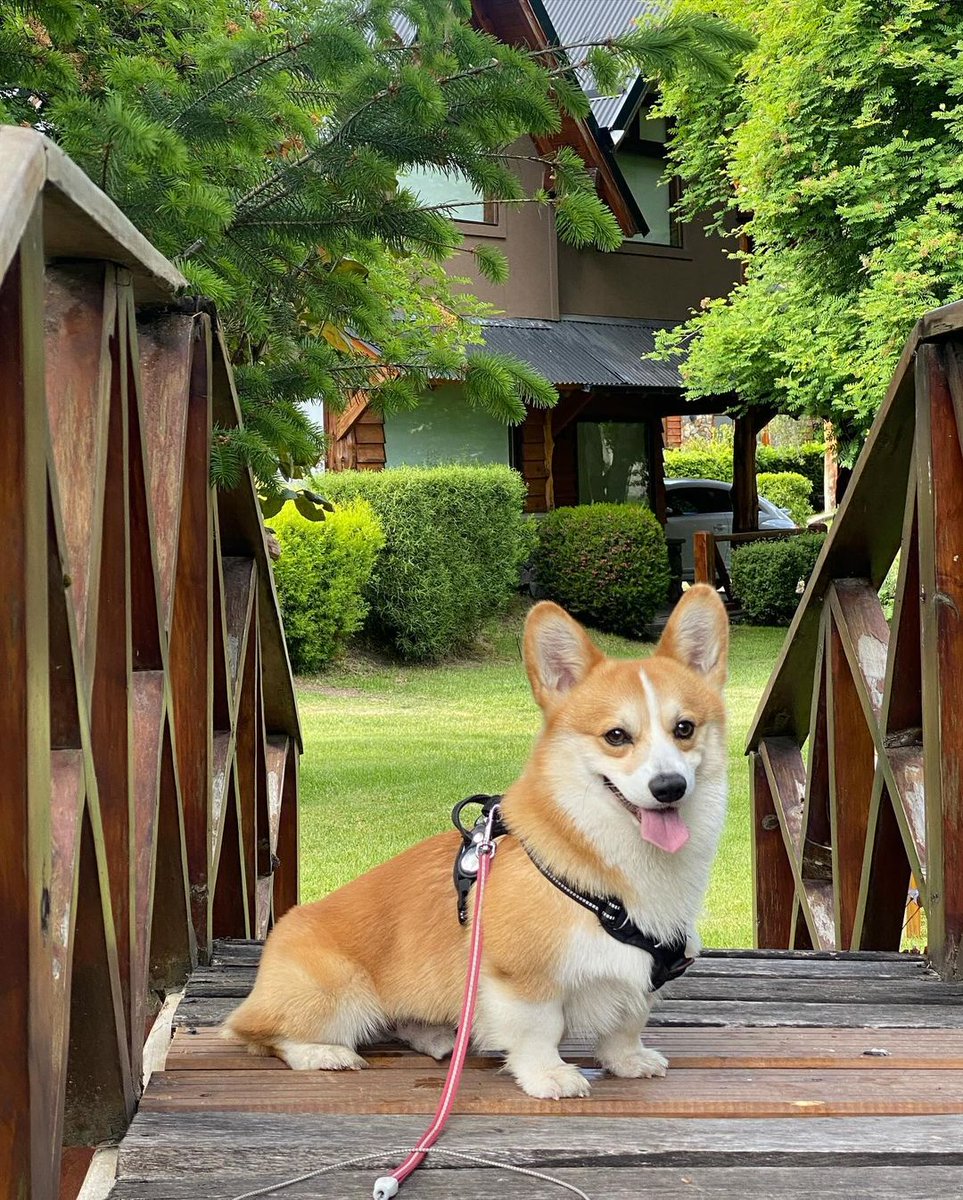 Corgi_Lover7's tweet image. Do you love this corgi? 
Say yes or no
#corgination