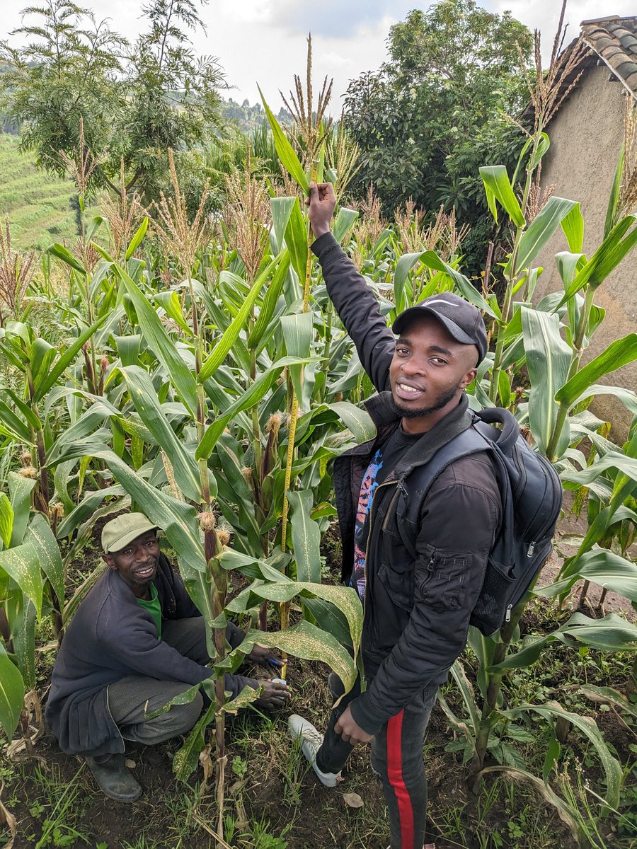 @NyaruguruDistr champion farmers adopting conservation agriculture practices. Joy and Passion in whatever you do is the 🗝️.S/O to @B2RFarms @RwandaAgriBoard .