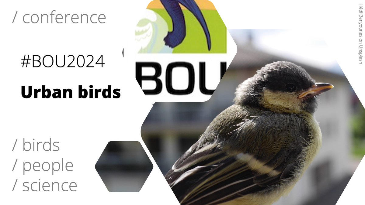 ‼️ Register now for #BOU2024 Urban birds | Uni of Nottingham & X (Twitter) | 9-11 April 2024 ⏰ Early-bird rates end 9 Feb View programme & register: bou.org.uk/event/urban-bi… #ornithology @_choward @dmdominoni @CarolineIsak @_KatePlummer