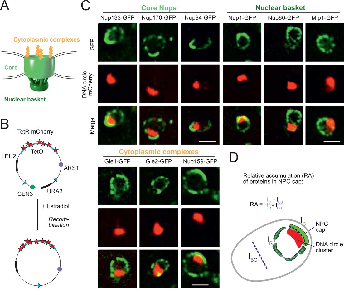 CircVisionH2020's tweet photo. #DidYouKnow that DNA circles can promote ageing in yeast? #Yeast is a common low-cost model to explore how our cells work, due to their similarity. Check out the article from Yves Barral's lab @ETH_en at https://t.co/OdcE1ws2Eh
#eccDNA #H2020 https://t.co/USXM1MT0zl