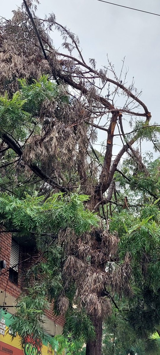 MGaiotti's tweet photo. @aJulianAlvarez @lanusmunicipio sigo esperando que vengan a sacar las ramas que se están desprendiendo del árbol que esta ubicado en Sitio de Montevio 1110, Lanus este, entre Sarmiento y Anatole France. 
Tengo el número de reclamo pero no veo que hagan algo, hasta que pase algo https://t.co/q3zN9A2vCt