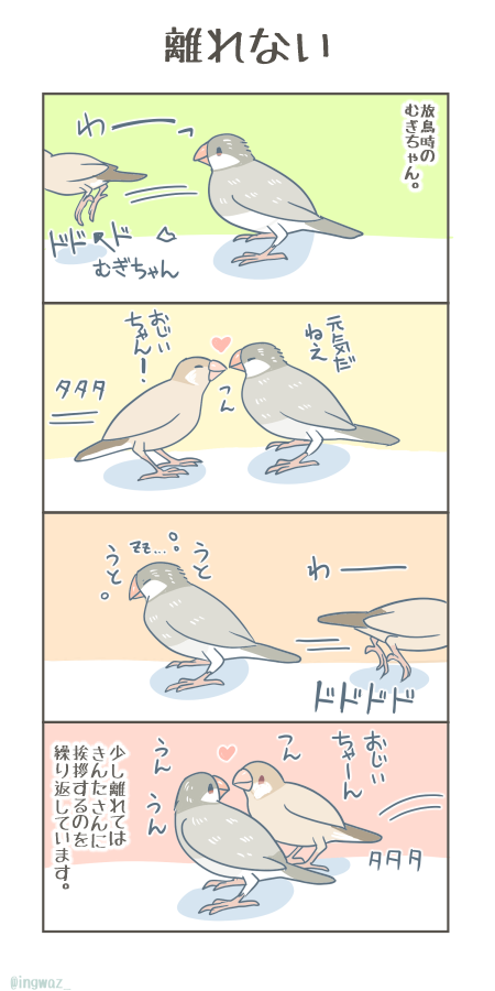 離れない。  #漫画が読めるハッシュタグ #Buncho #文鳥