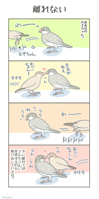 離れない。  #漫画が読めるハッシュタグ #Buncho #文鳥