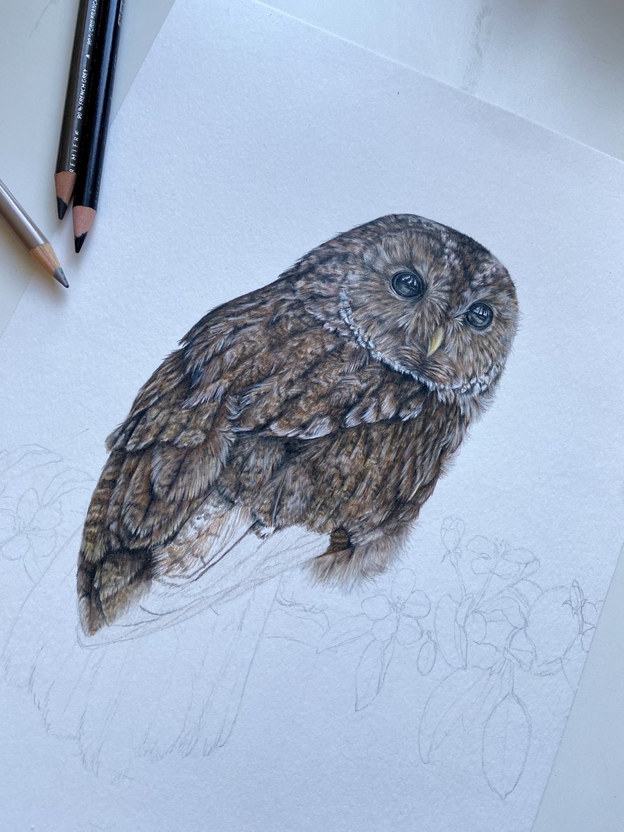 Making some progress on the tawny owl feathers today 🦉 #drawing #tawnyowl #owldrawing